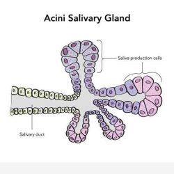 Adenomalacia is the abnormal hardening of a gland.