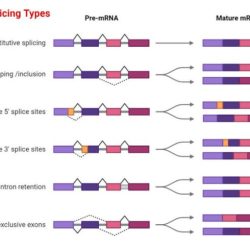 Which of the following processes correctly describes alternative rna splicing